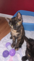 Adopter  chat : Mitaine