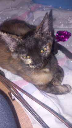 Adopter Mitaine