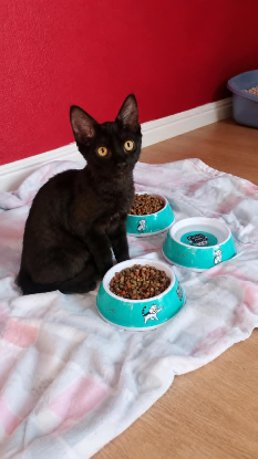 Adopter Risi