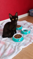 Adopter  chat : Risi
