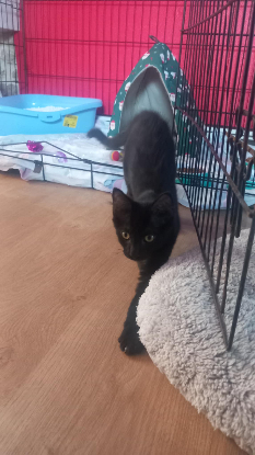 Adopter Risi