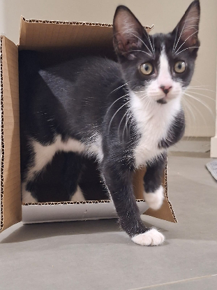 Adopter Domino