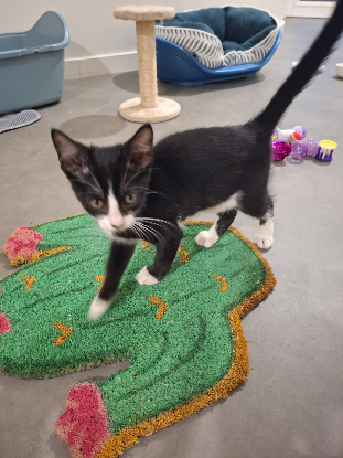 Adopter Domino