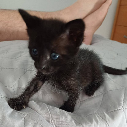 Adopter Lilas