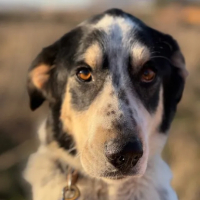 Adopter  chien : Torbellino