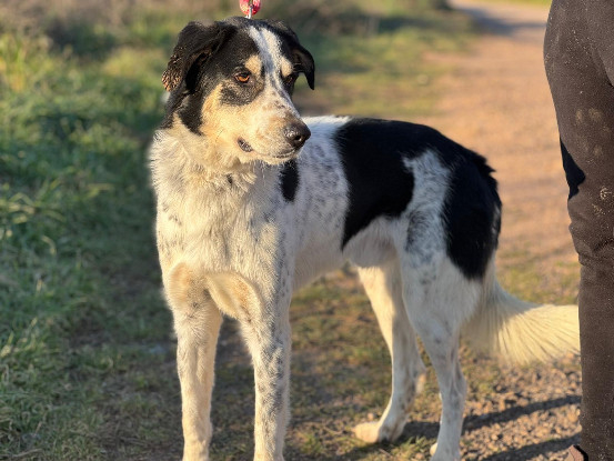 Adopter Torbellino