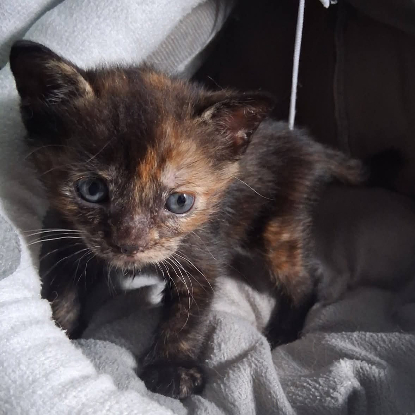 Adopter Noisette