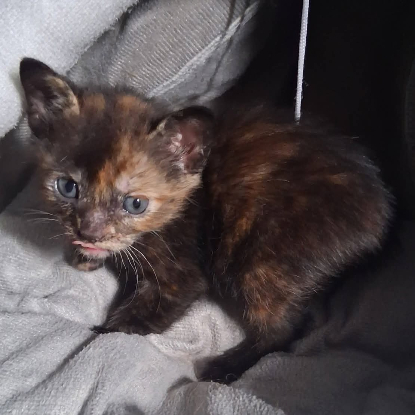 Adopter Noisette