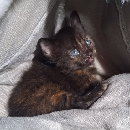 Adopter Cahuète