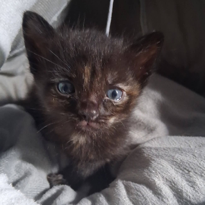 Adopter Cahuète
