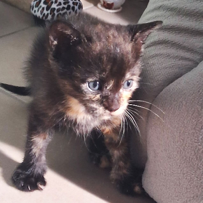Adopter Comète