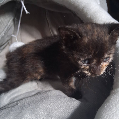 Adopter Comète
