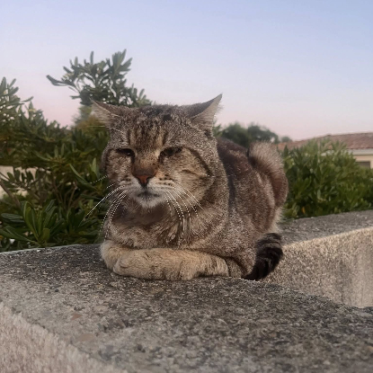 Adopter Fripouille