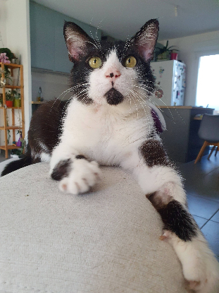 Adopter Zorro