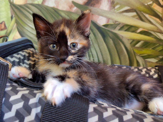 Adoption Nouky
