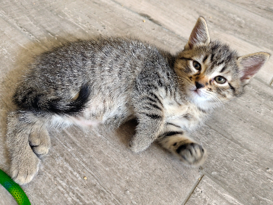 Adoption Nouky