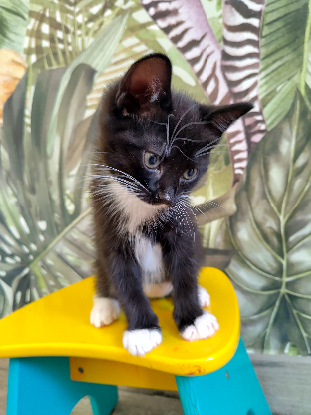 Adopter Nouky