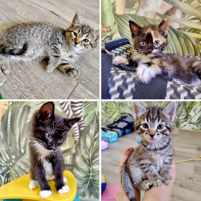 Adopter Nouky