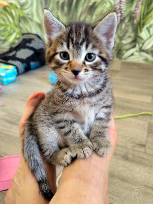 Adopter Nouky