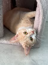 Adopter Guimauve