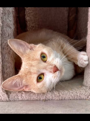 Adopter Guimauve