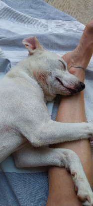 Adopter Craquotte