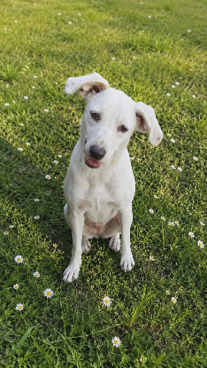 Adopter Craquotte