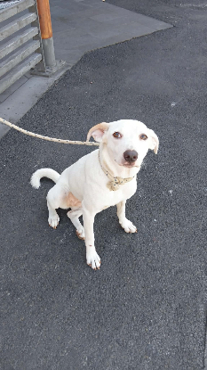 Adopter Craquotte