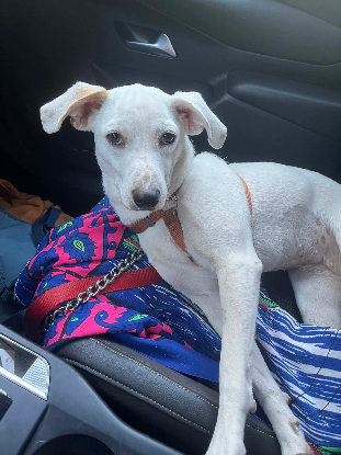 Adoption Craquotte