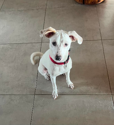 Adoption Craquotte