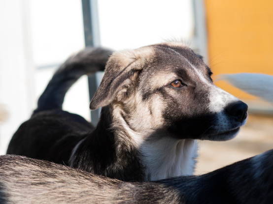 Adopter Hindia