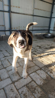 Adopter Hindia