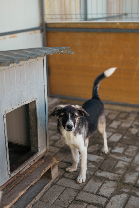 Adoption Hindia