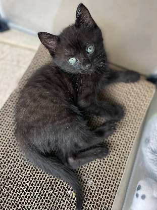 Adopter Basen