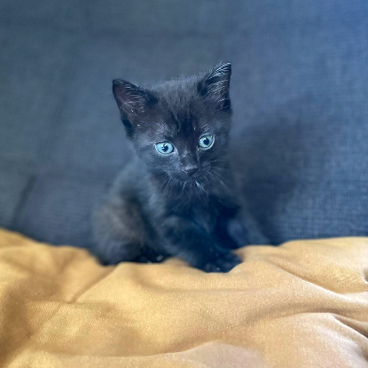 Adopter Basen