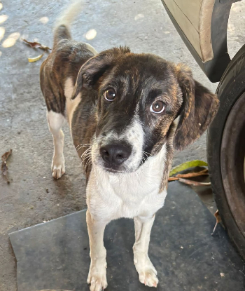 Adopter Buzzy