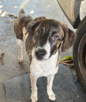 Adopter  chien : Buzzy