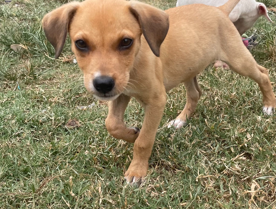 Adopter Rippeur