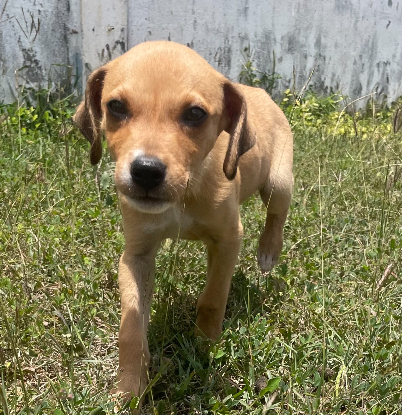 Adopter Rippeur
