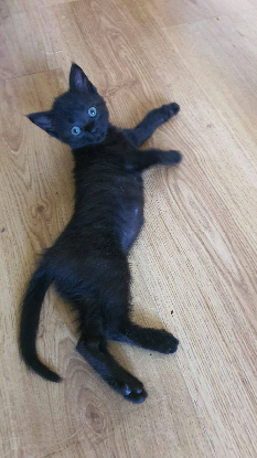 Adopter Raven