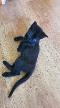 Adopter Raven