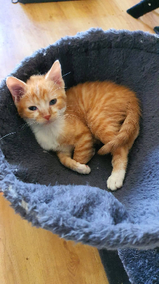 Adopter Rocket