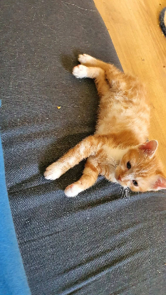 Adopter Rocket