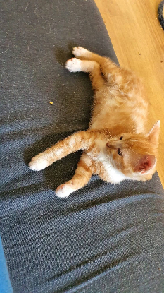 Adopter Rocket
