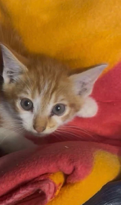 Adopter Timon