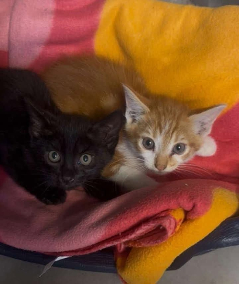 Adopter Timon
