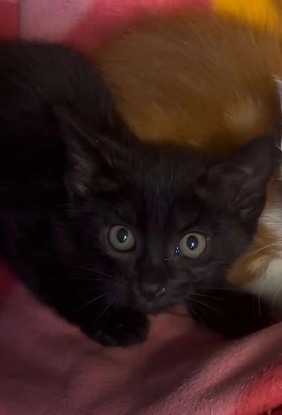 Adopter Pumba