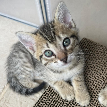 Adopter Jinshi