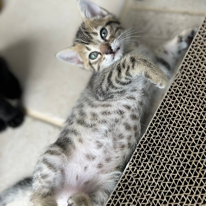 Adopter Jinshi
