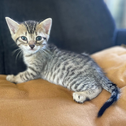 Adopter Jinshi
